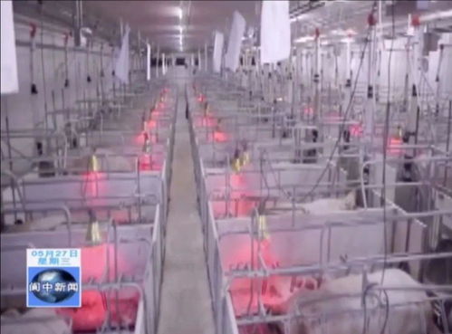 年出栏80万头生猪养殖、屠宰及猪肉制品精深加工产业项目落地我市，助力煤炭及制品销售升级